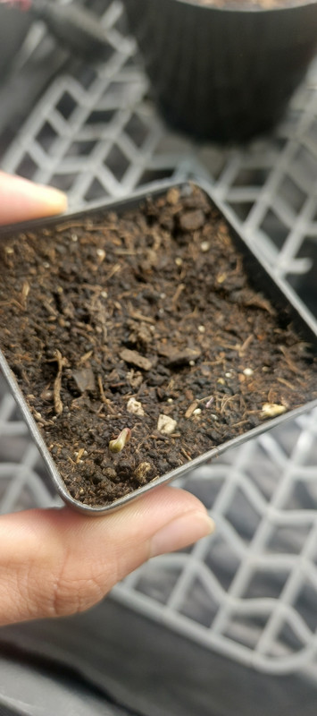 IMG_20250124_084606_070