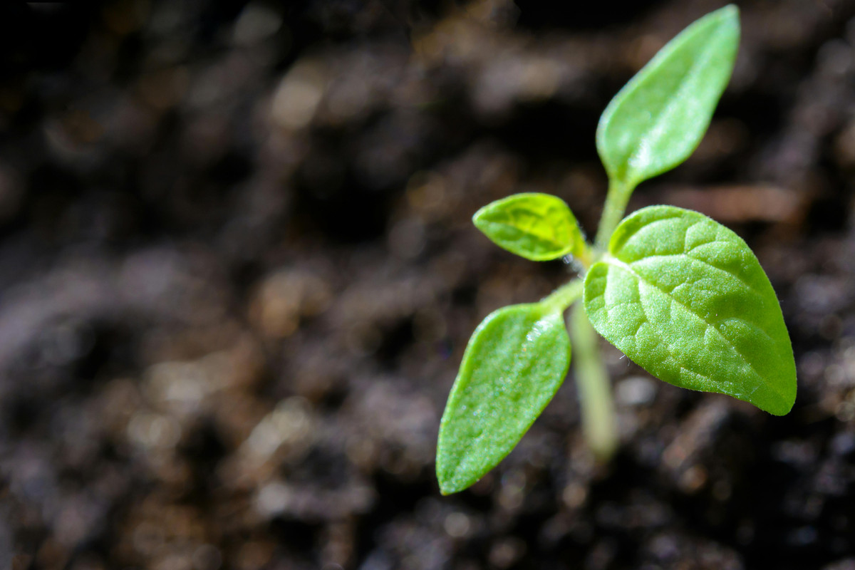 Sustainable Fibers