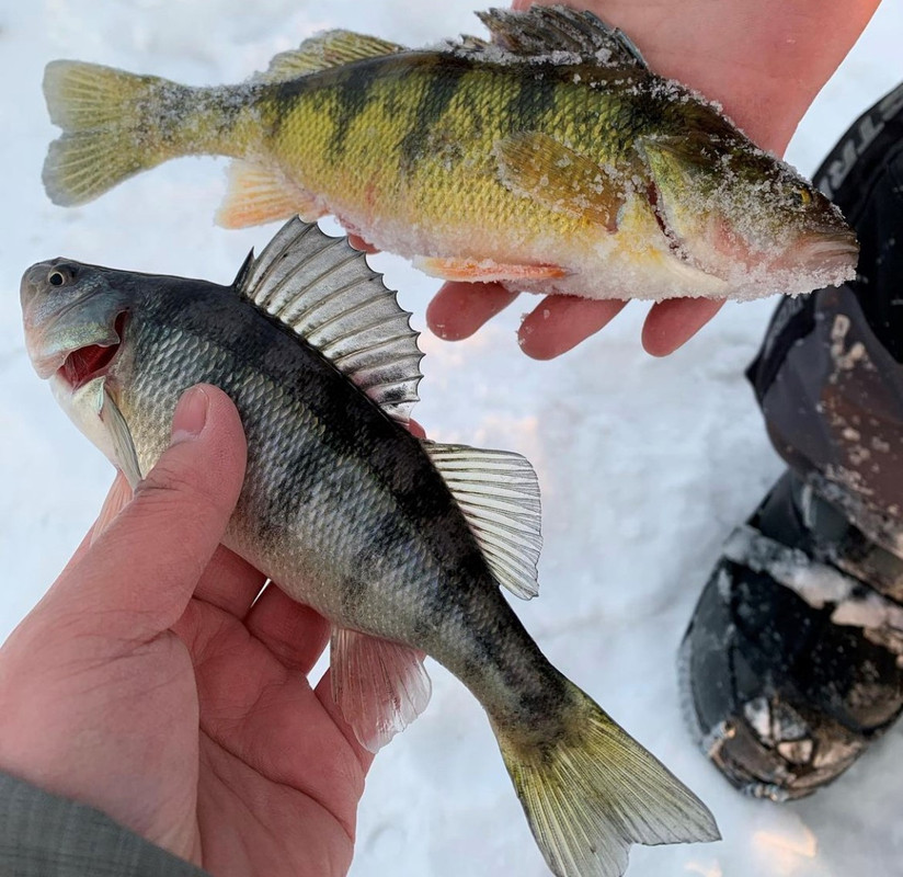 blue perch