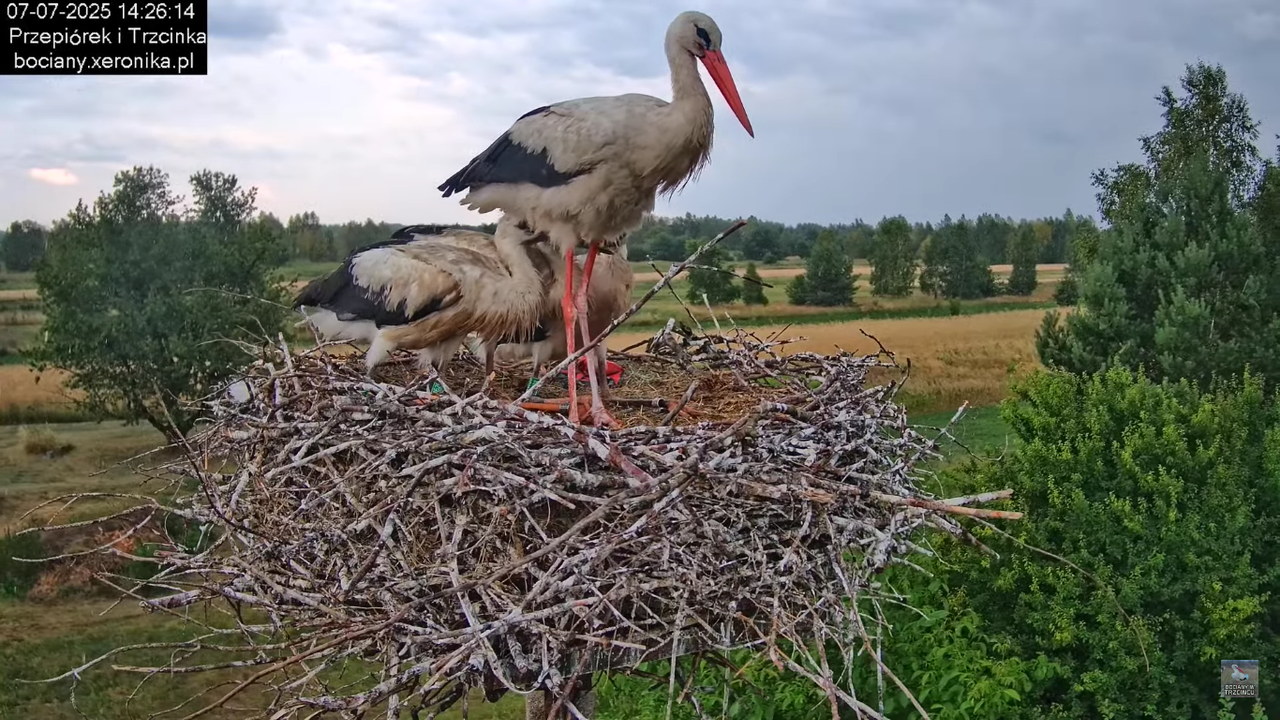 07072025bociany40