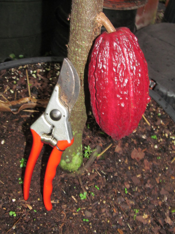 Cacao1 007