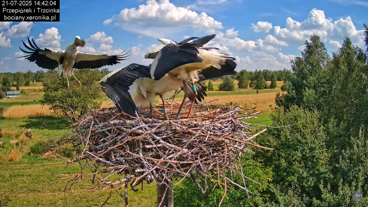 21072025bociany48