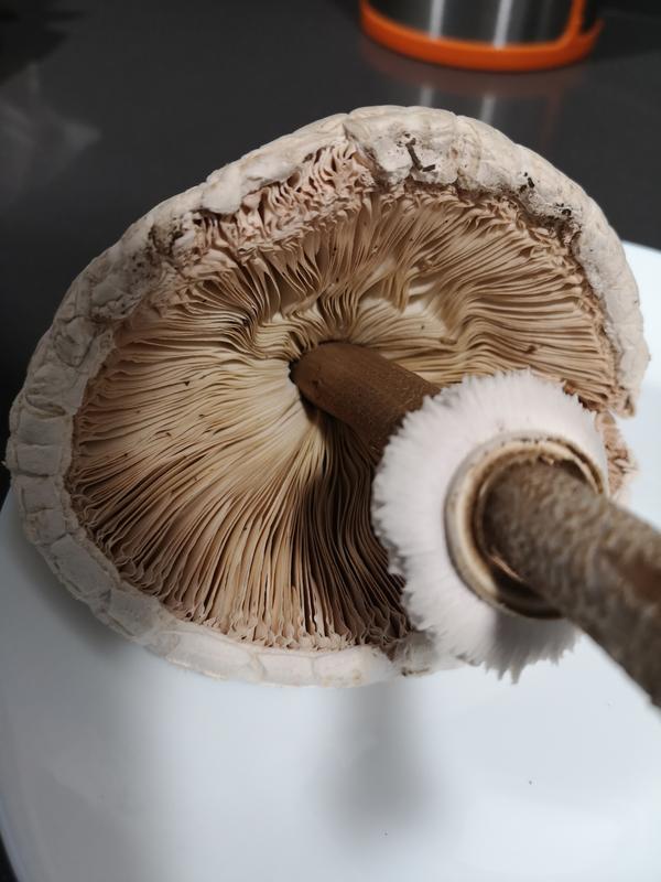 macro4