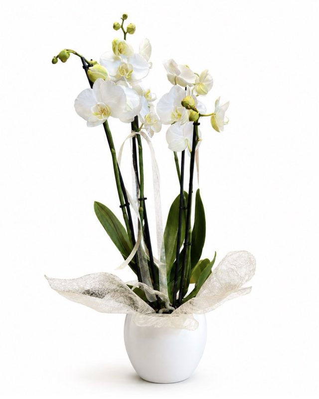 Orquídea Blanca
