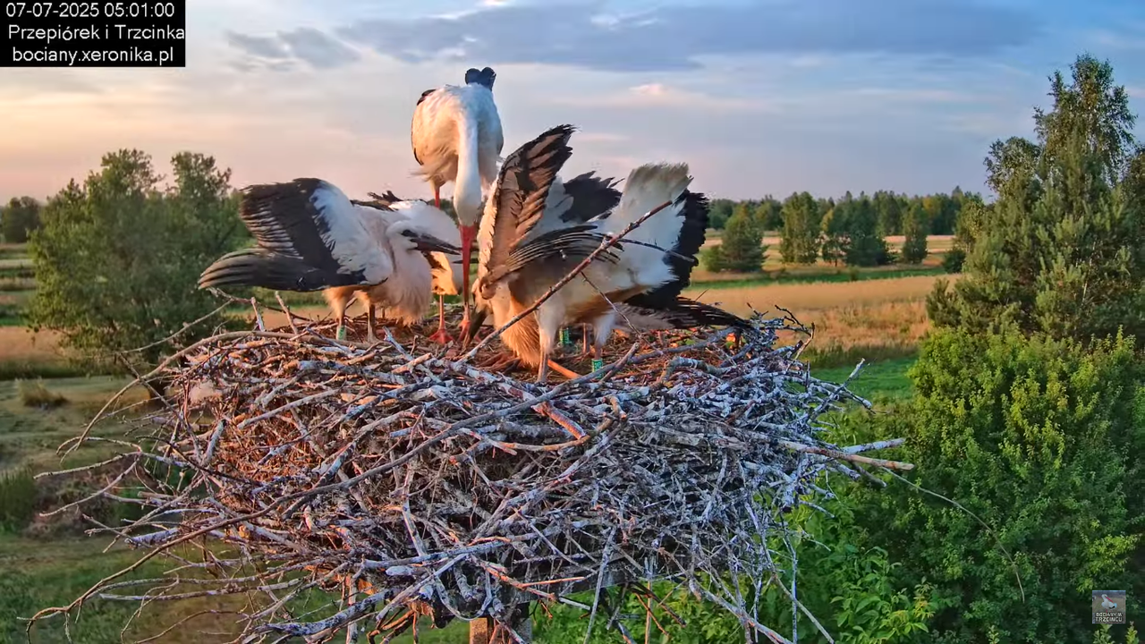 07072025bociany5