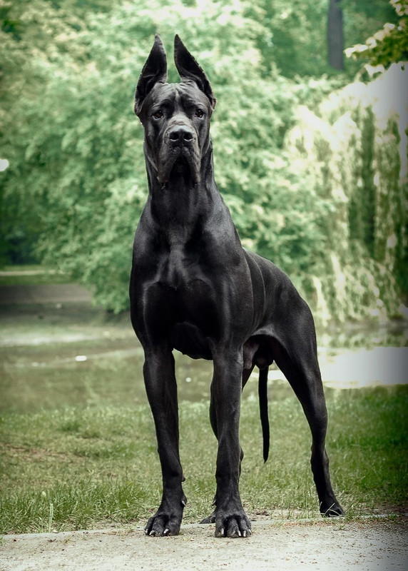 Dog-niemiecki-szczenieta-czarne-ZKw-P-FC