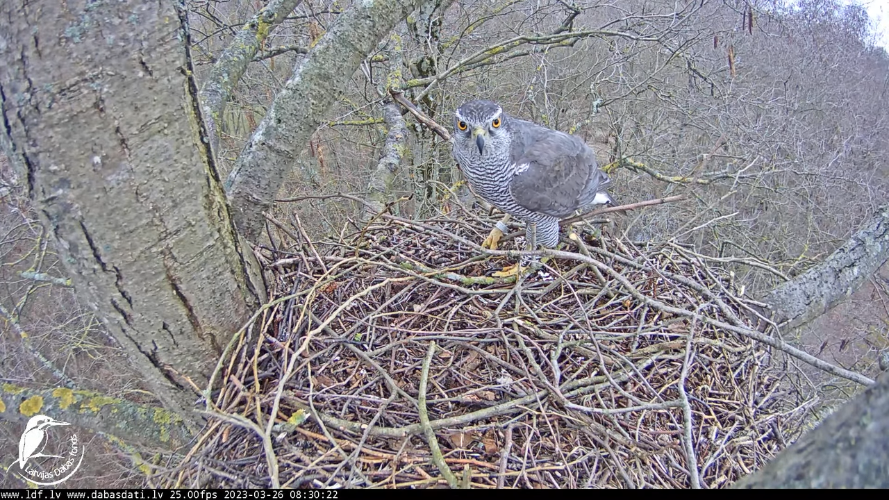 Vistu vanags (Accipiter gentilis) Rīgā - LDF tiešraide __ Goshawks, Riga, Latvia 9-37-37 screenshot