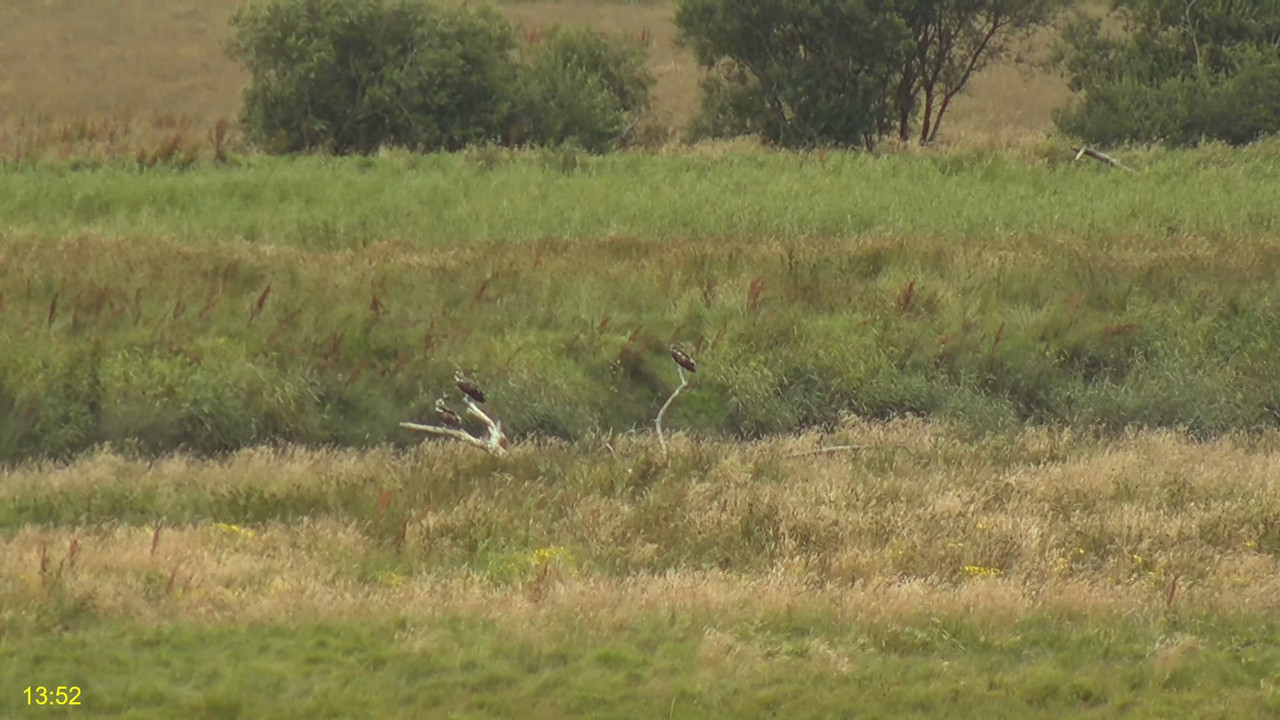 🦅 Dyfi Osprey Project (WALES)_ LIVE STREAMING 2024 in 4K 🦅 6-42-2 screenshot