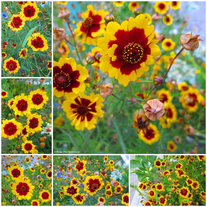 городские цветы 1640-06 копия