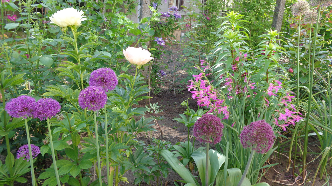 Декоративен лук - Алиум / Allium sp. - Страница 18 - Форум HobbyKafe.com