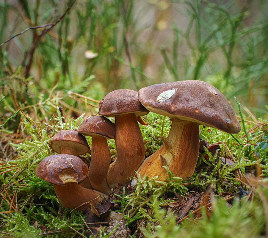 2024-11-02 18-03-24 (B,R8,S4)