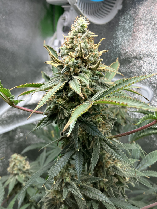 BCCB50F4-6A10-4CF2-BD08-39FD9F6FC221