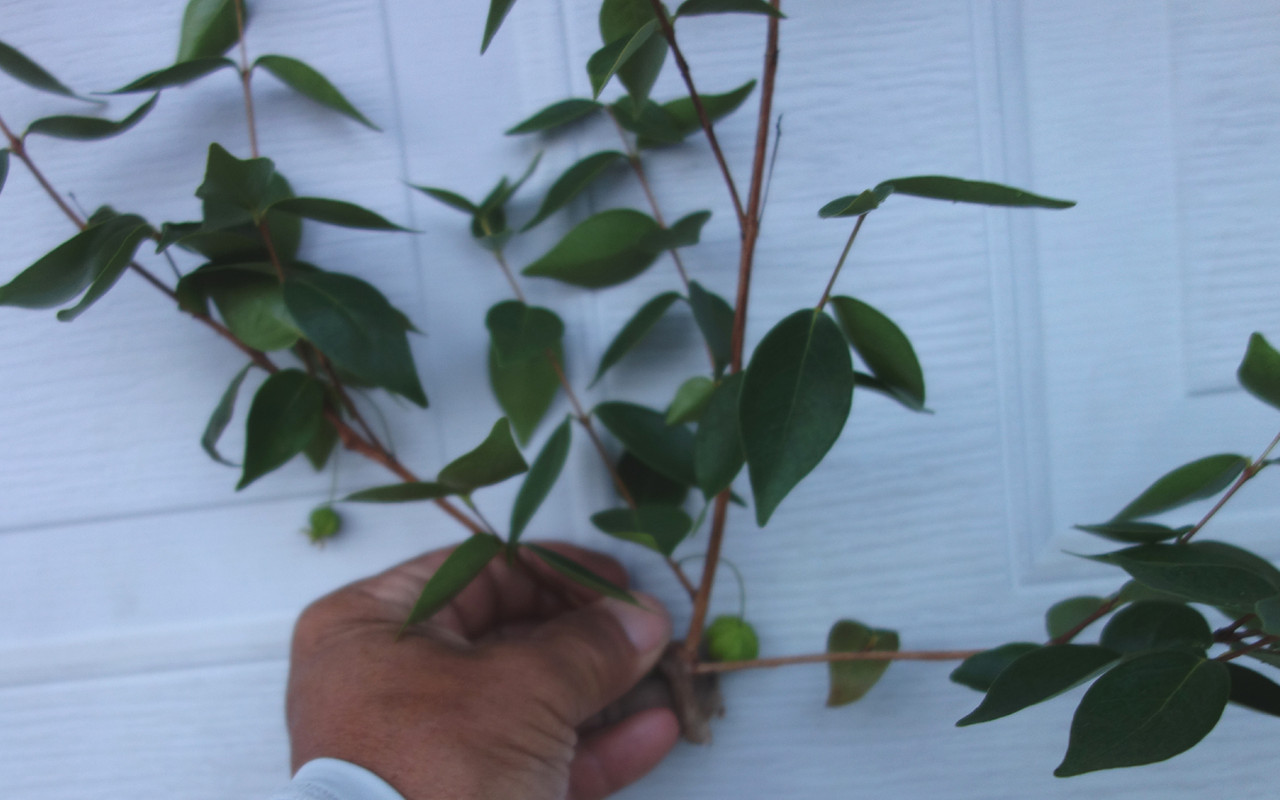 Spira-Surinam Scions (6-21-25)-pic8