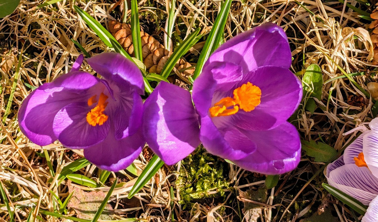 PXL_20240415_190201569.MP