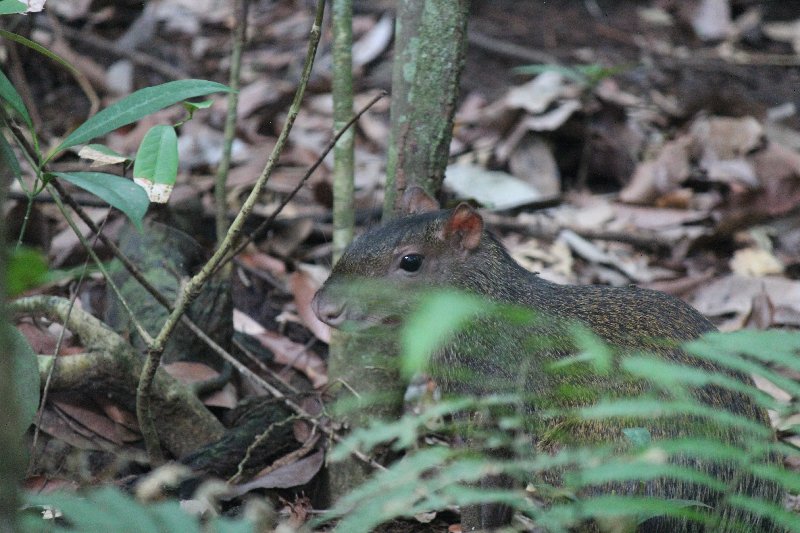 DE TORTUGAS Y PEREZOSOS. COSTA RICA 2019 - Blogs de Costa Rica - DIA 14: PARQUE DE MANUEL ANTONIO (45)