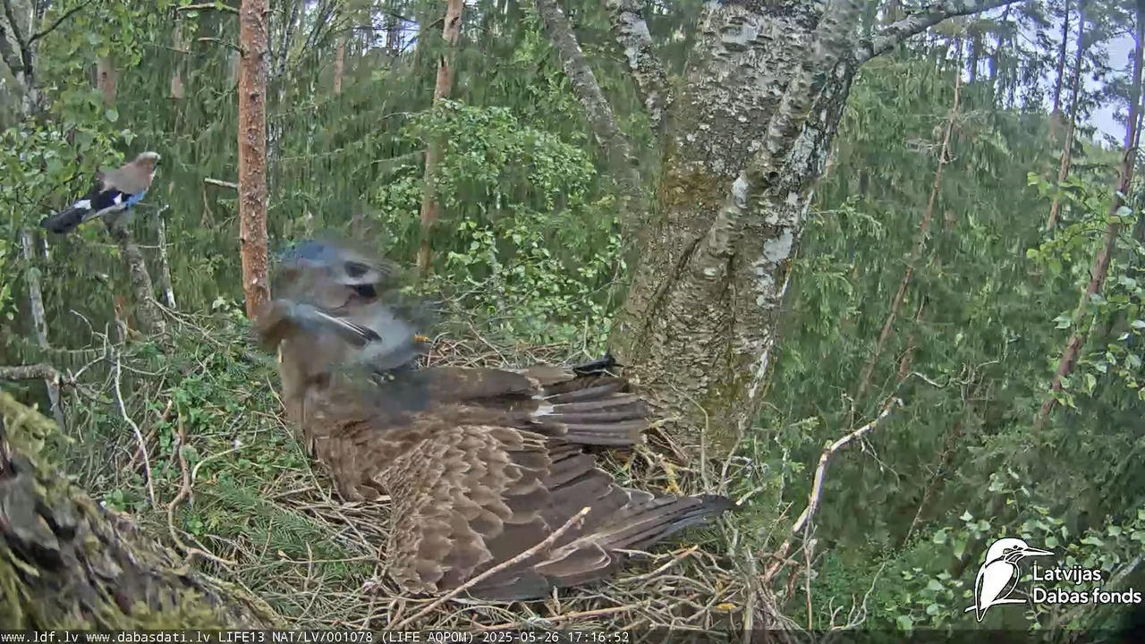 Mazais ērglis (Clanga pomarina), ligzda bērzā 15-10-17 screenshot