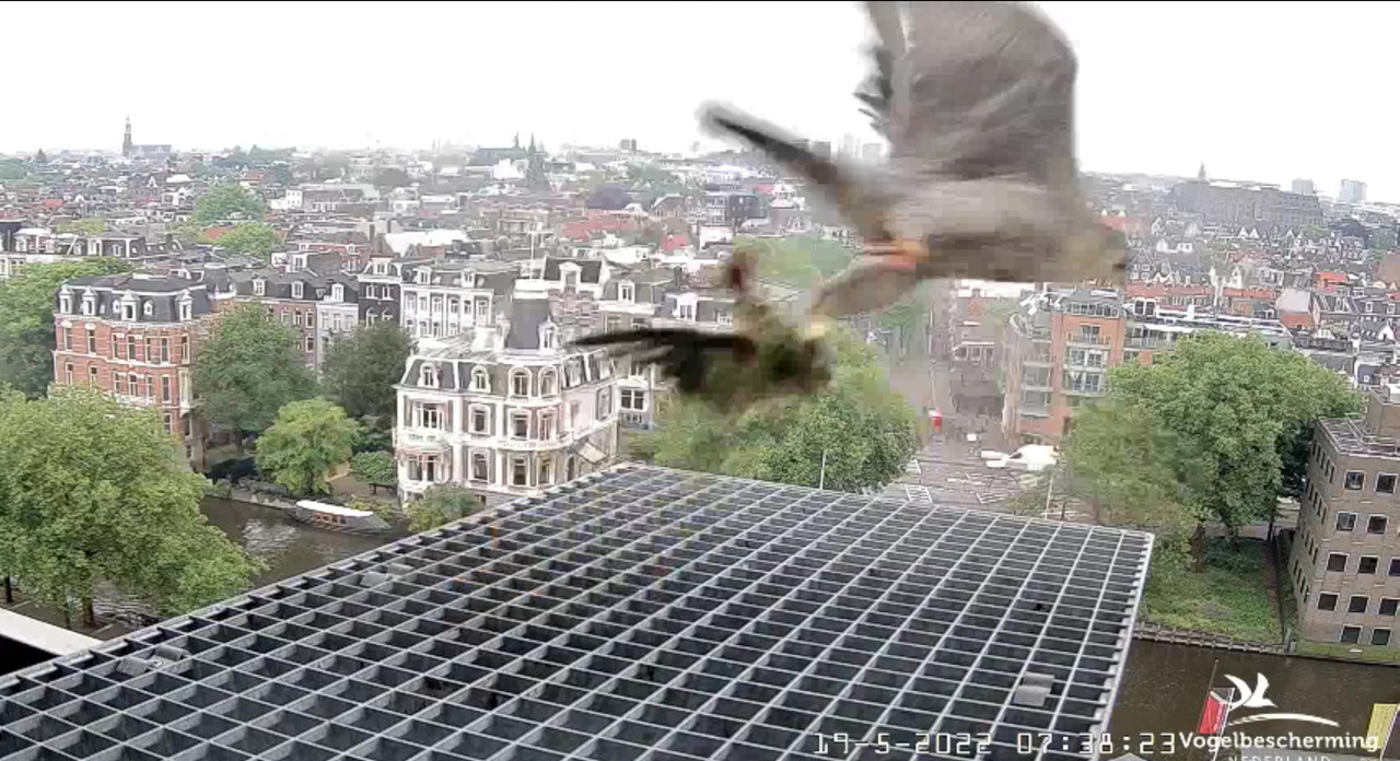 Amsterdam/Rijksmuseum screenshots © Beleef de Lente/Vogelbescherming Nederland - Pagina 3 Video-2022-05-19-073924-Moment-6