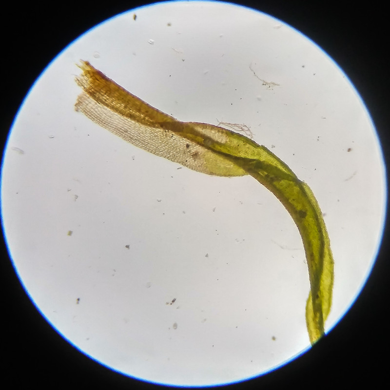 IMG 20250617 123642 HDR