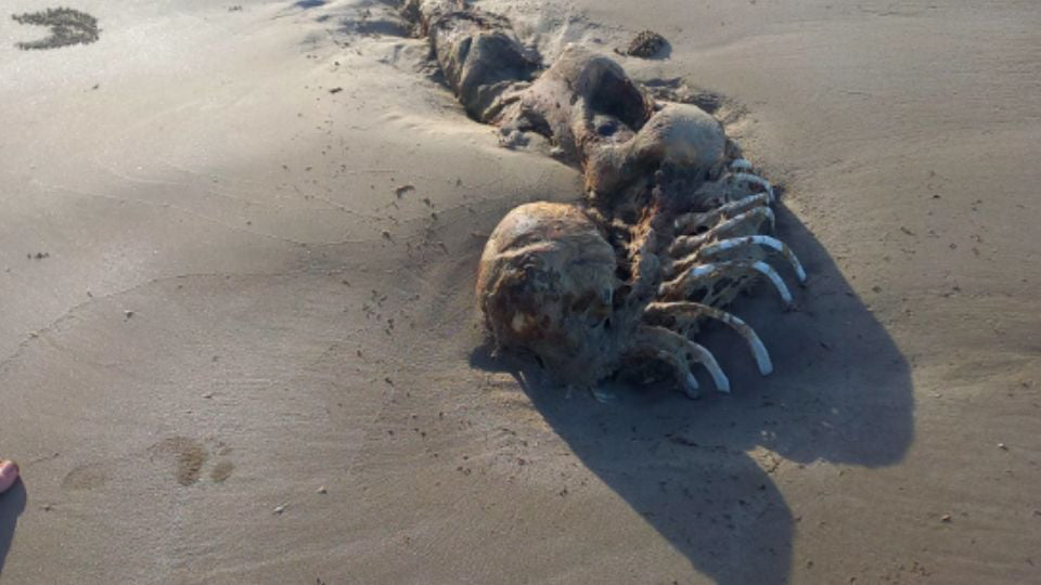 FOTOS: Hallan extraña estructura ósea en playa de Australia; dicen es una 'sirena extraterrestre'