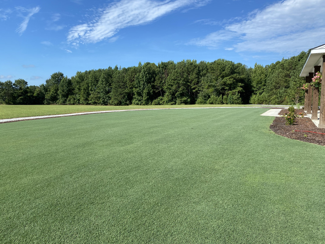 Can Bermuda Grass Grow in Sand? Expert Tips for Success
