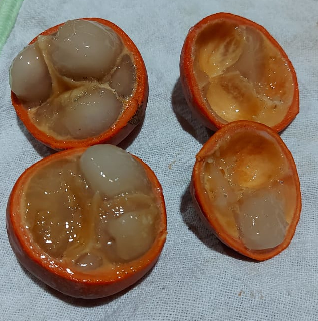 Publicar Garcinia Diamantina