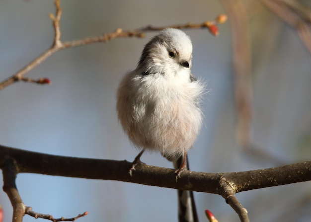 Best Exotic Birds for Sale Online in California