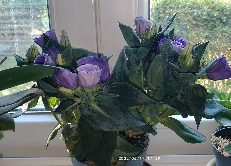 https://i.postimg.cc/ZKhjJJZt/gabortol-taarnics-2022-06-17.jpg