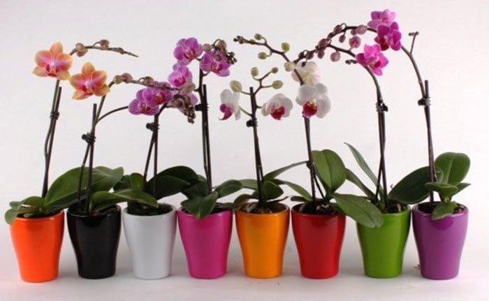 Расцветайте вместе с орхидеями советы по уходу
