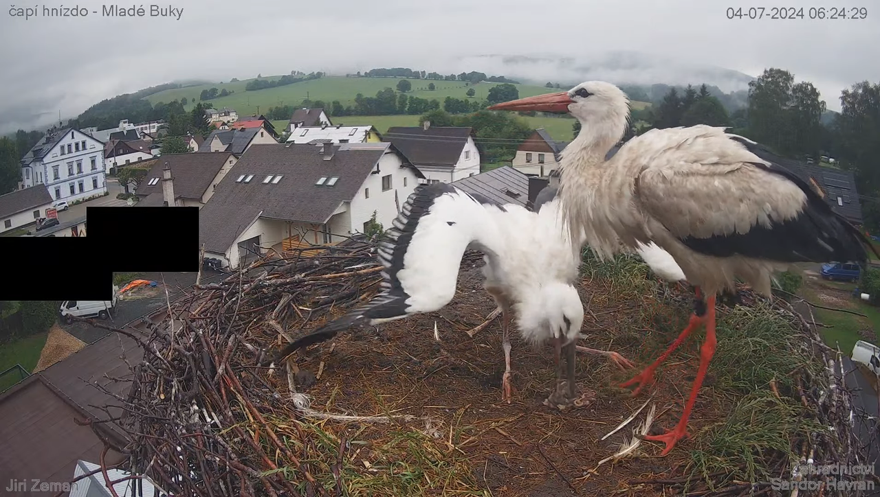Živá kamera - Mladé Buky - čapí hnízdo 9-51-11 screenshot