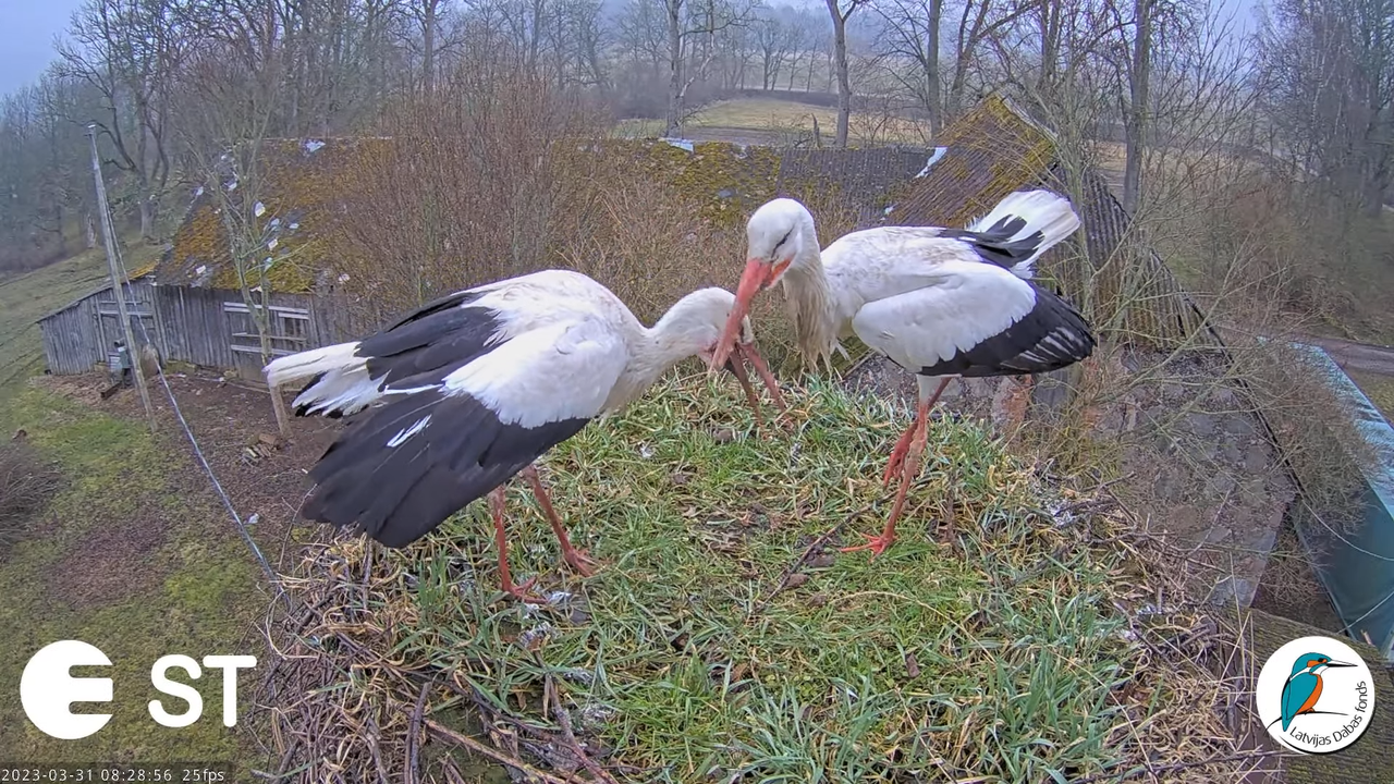 Baltie stārķi (Ciconia ciconia) Tukuma novadā - LDF tiešraide __ White storks in Tukums, Latvia 12-1