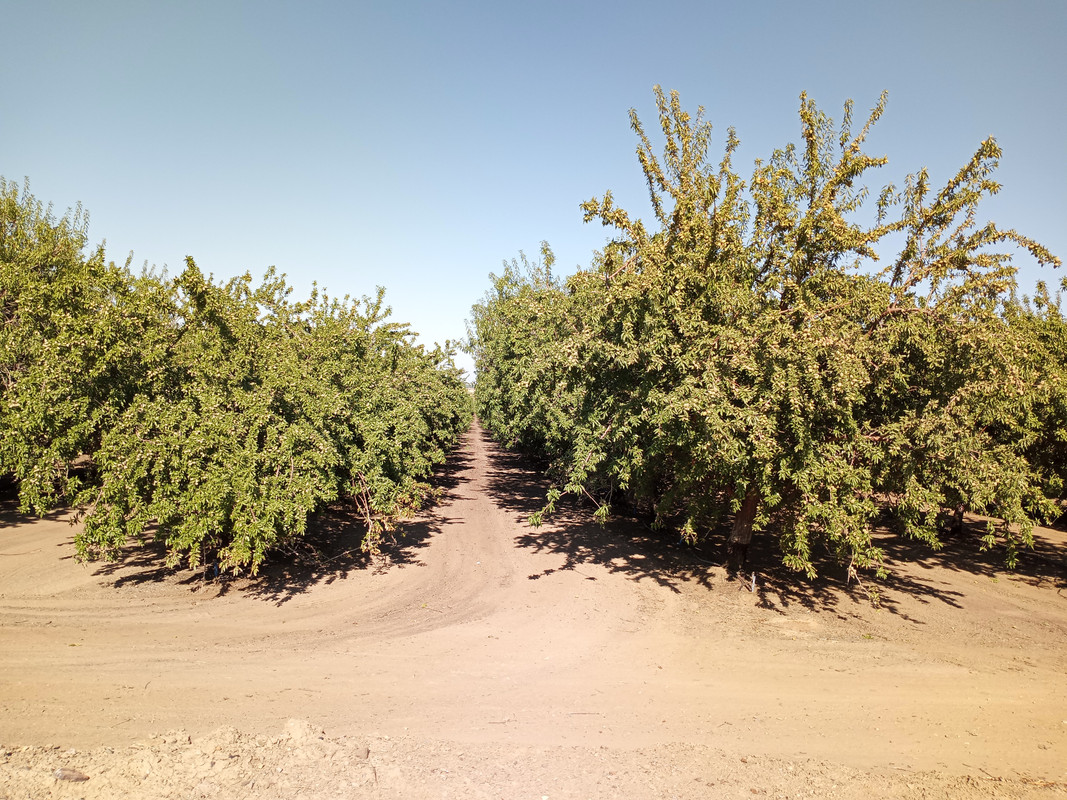 [Image: 7-Almond-Orchard-Along-I5-San-Joaquin-Valley2.jpg ]