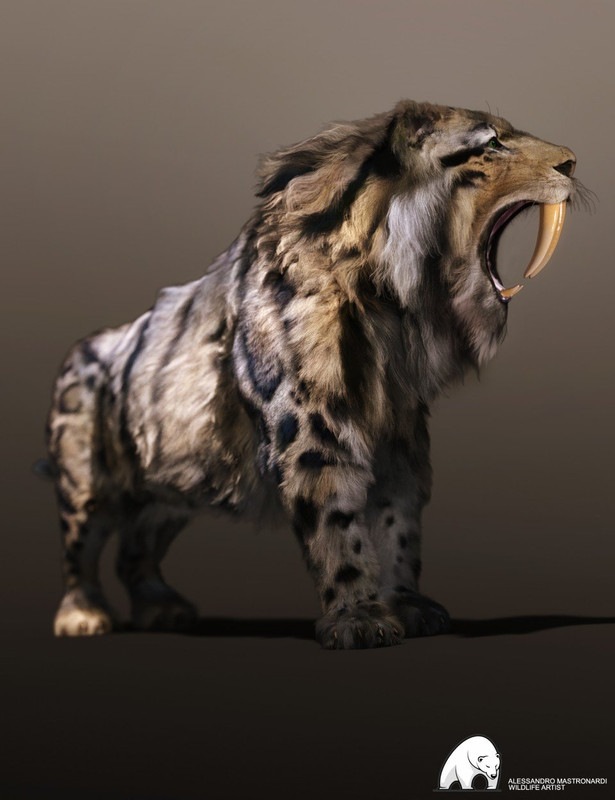 Felidae by AM - Smilodon Populator