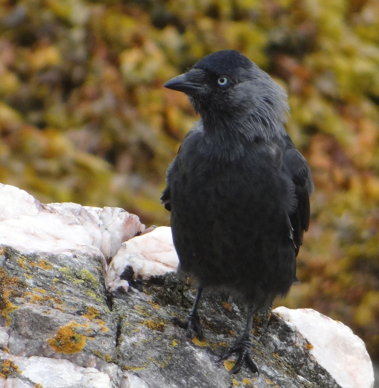 JACKDAW 51 060924