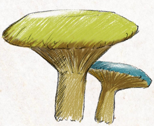 Two flat-capped mushrooms, one with a green cap on the left and a smaller one with a blue cap on the right.