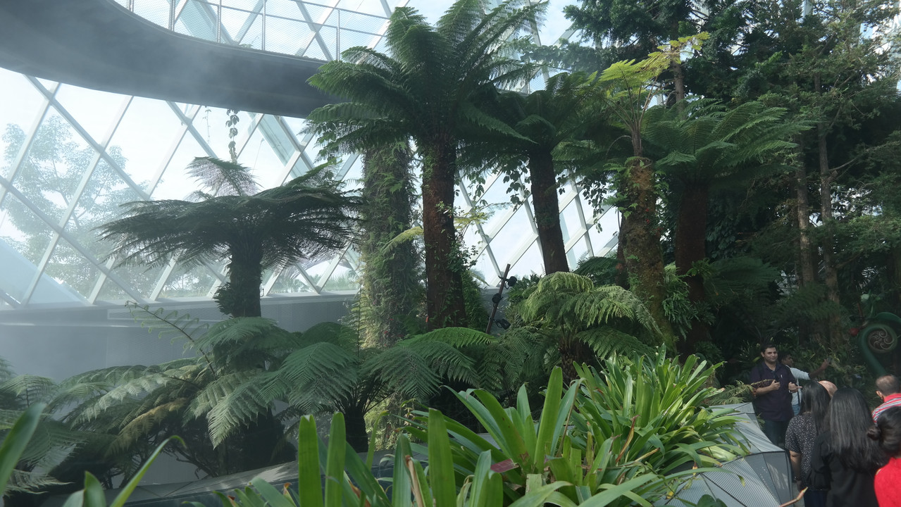 Cloud Forest 12