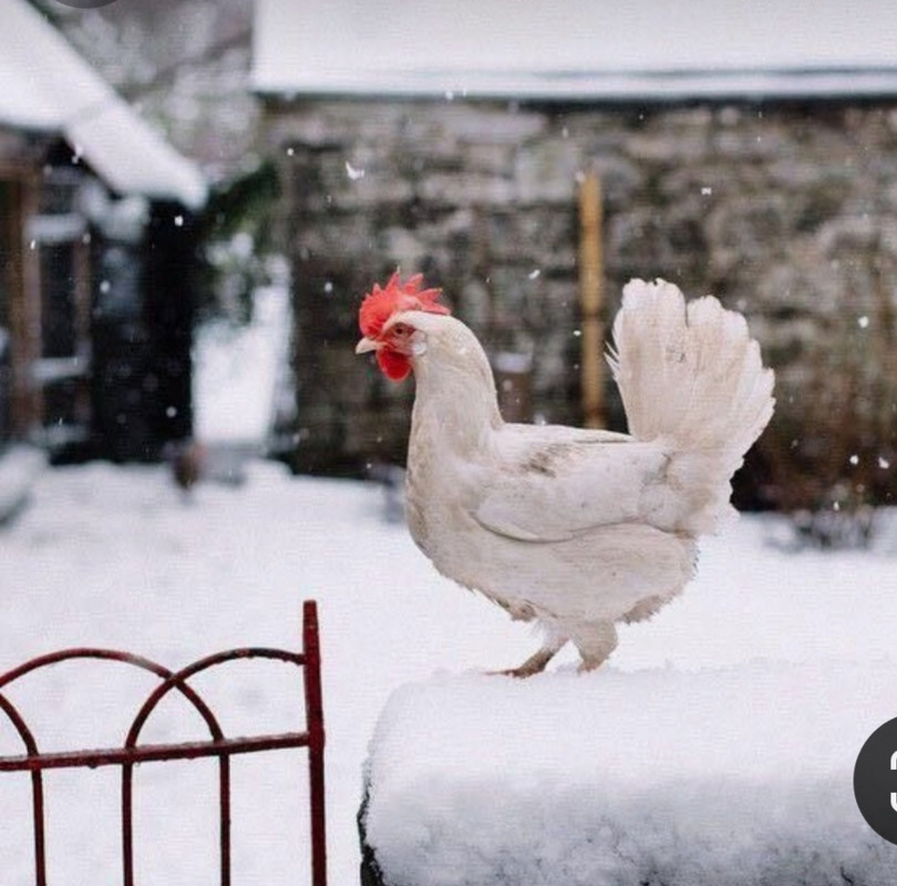 Screenshot_20231221_221710_Pinterest