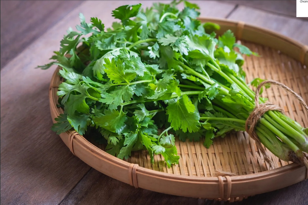 ¿Quién no puede consumir cilantro?