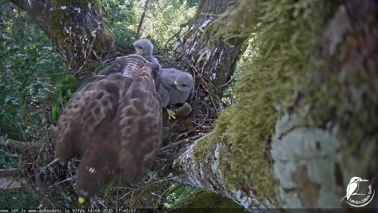 Melnās klijas (Milvus migrans) Kurzemē_ peļu klijāni (Buteo buteo) 14-41-2 screenshot
