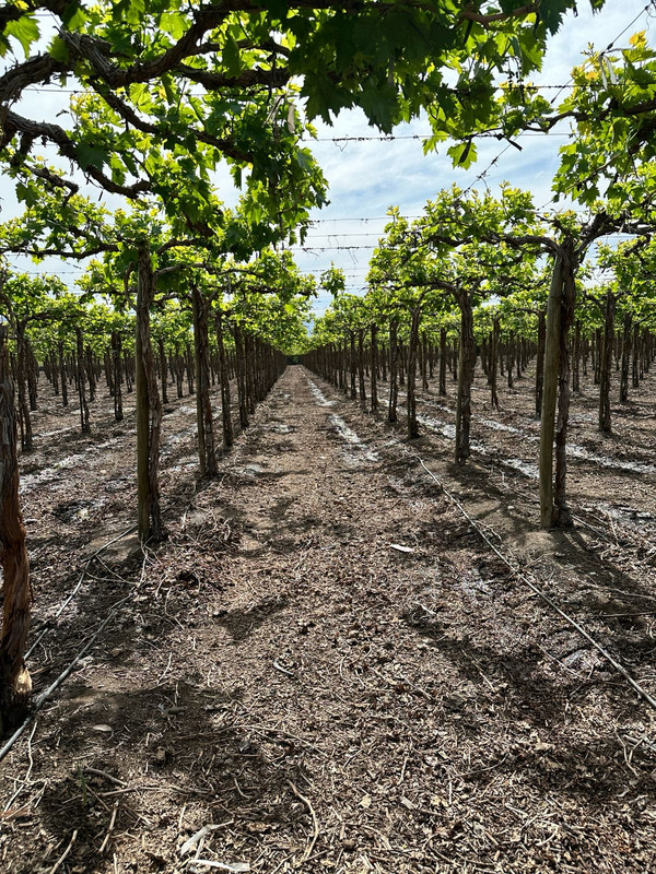 Asesoría poscosecha 4