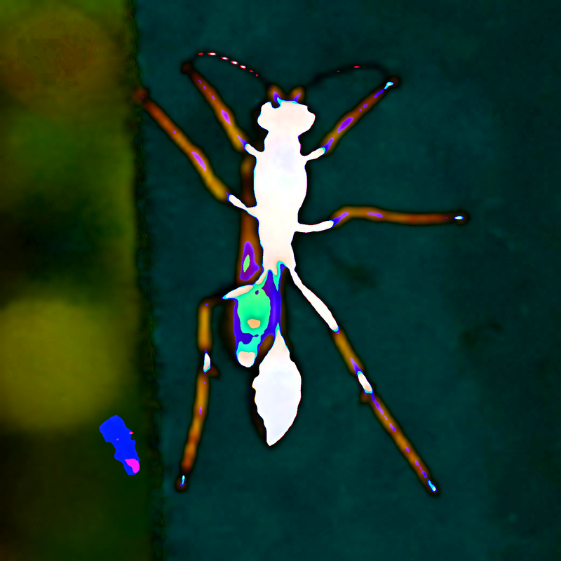 [Image: bug-posterized-scaled-python-2.png]