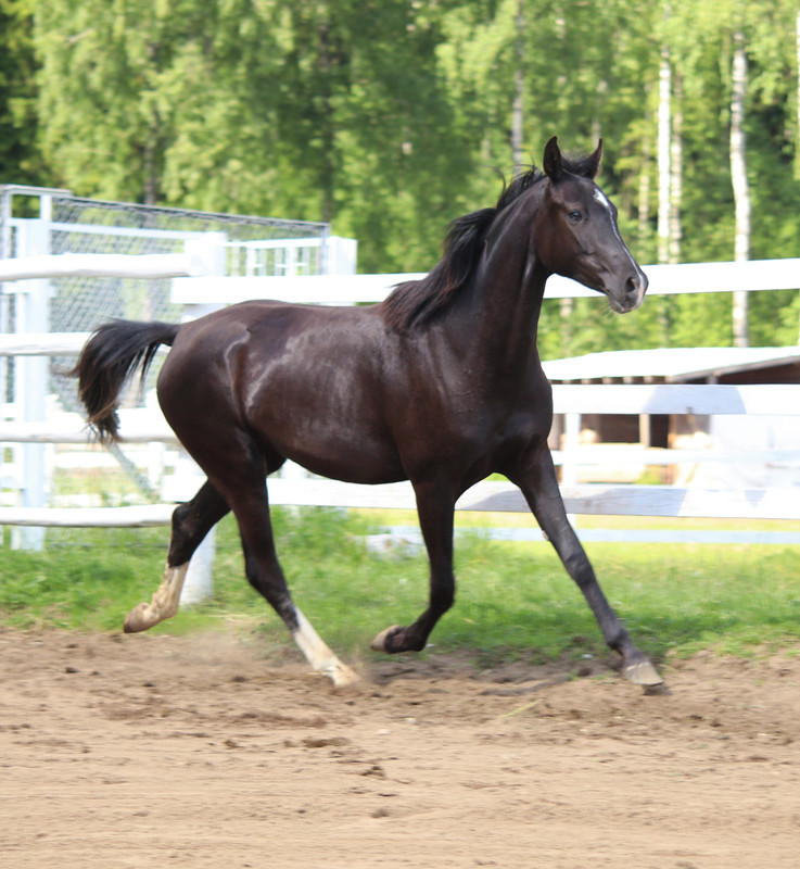 Мириада Новое 4