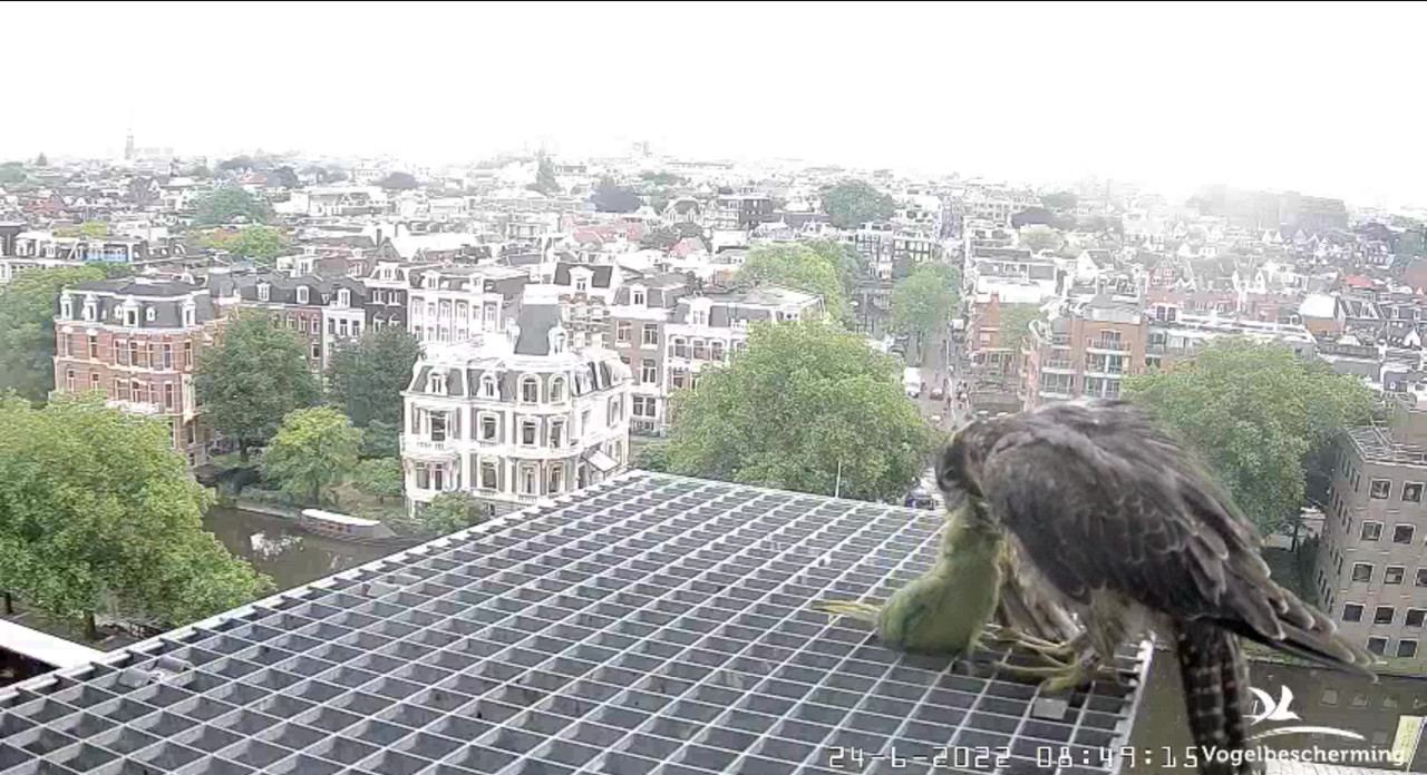 Amsterdam/Rijksmuseum screenshots © Beleef de Lente/Vogelbescherming Nederland - Pagina 32 Video-2022-06-24-085443-Moment-5