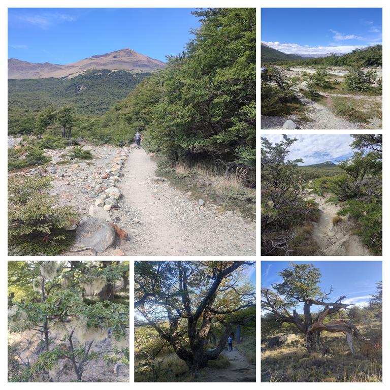 SENDERO A LAGUNA TORRE Y MIRADOR MAESTRI. Chalten - ARGENTINA INFINITA II/ TORRES DEL PAINE (5)