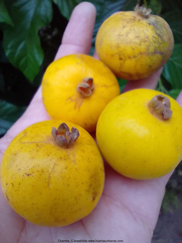 Huertasurbanas_com-IMG_20230201_152505_760.jpg-20230201_153547Chamba_C-lineatifolia