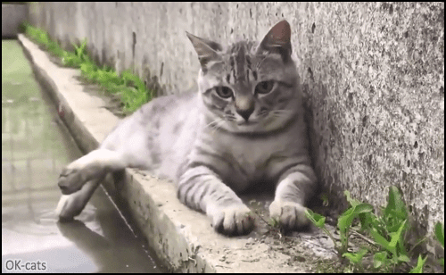 Funny-Cat-GIF-Funny-cat-hates-having-water-on-his-rear-paw-and-shakes-it-in-a-funny-way.gif