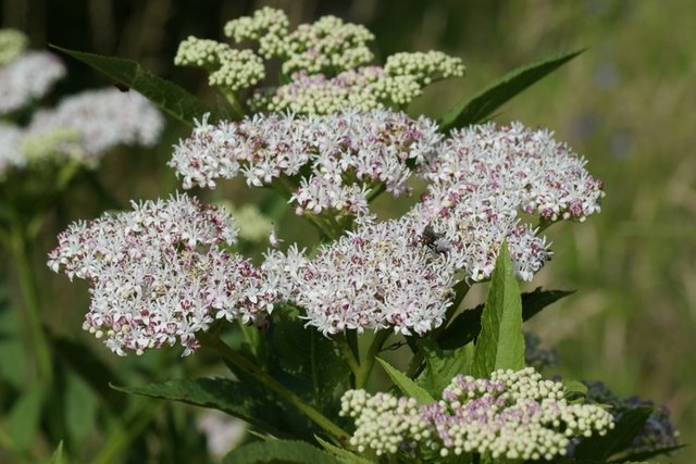 sambucus-ebulus-bloem-kruidvlier-PIETB-3420.jpg