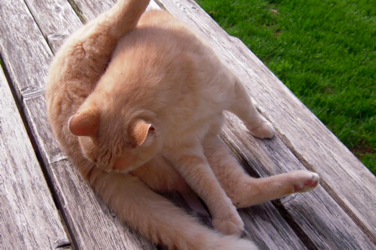 Картинка кот лижет яйца