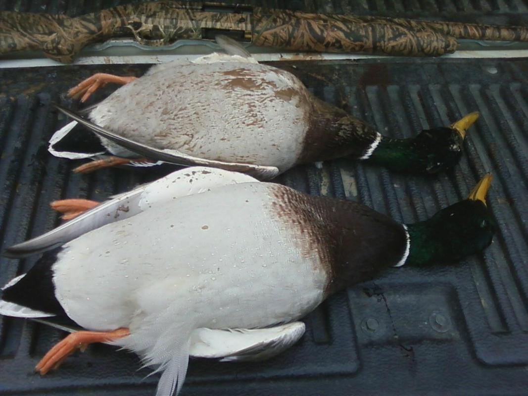 Arizona Mallards