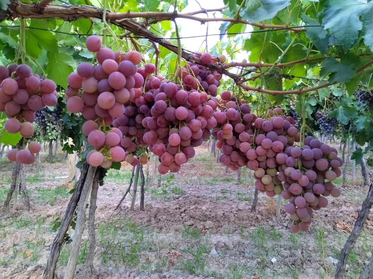 Uva Red Globe