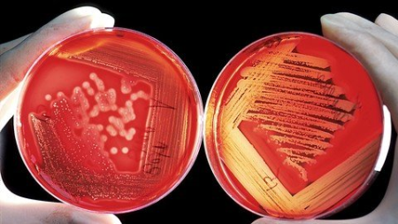 Microbiology: Ascertaining and establishing Microorganisms